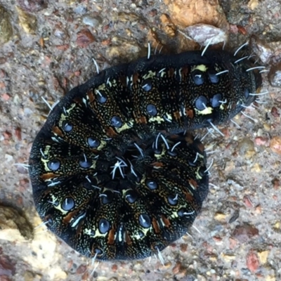 Apina callisto (Pasture Day Moth) at Googong, NSW - 10 Sep 2016 by Wandiyali