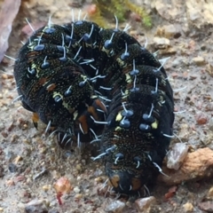 Apina callisto at Googong, NSW - 10 Sep 2016