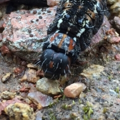 Apina callisto at Googong, NSW - 10 Sep 2016