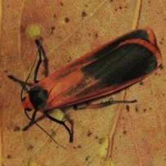 Scoliacma bicolora (Red Footman) at Greenway, ACT - 23 Mar 2014 by michaelb