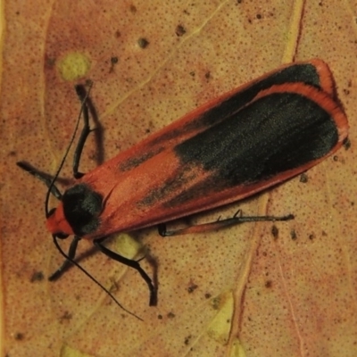 Scoliacma bicolora (Red Footman) at Greenway, ACT - 23 Mar 2014 by michaelb