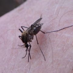 Culicidae (family) (A mosquito) at Tennent, ACT - 19 Sep 2015 by michaelb