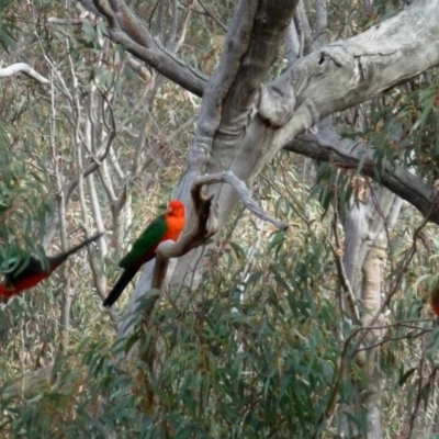 Alisterus scapularis (Australian King-Parrot) at Acton, ACT - 8 Sep 2016 by RWPurdie