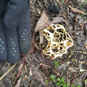 Ileodictyon gracile at Bungendore, NSW - 11 Sep 2016