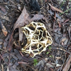 Ileodictyon gracile at Bungendore, NSW - 11 Sep 2016