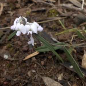 Hovea heterophylla at Majura, ACT - 11 Sep 2016