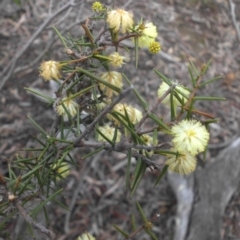 Acacia ulicifolia (Prickly Moses) at Majura, ACT - 11 Sep 2016 by SilkeSma