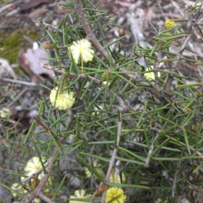 Acacia ulicifolia (Prickly Moses) at Majura, ACT - 11 Sep 2016 by SilkeSma