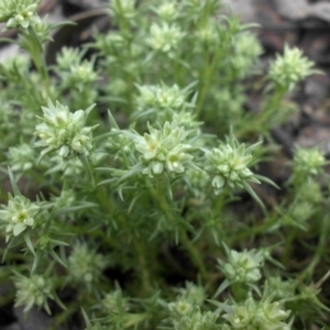 Scleranthus diander at Majura, ACT - 11 Sep 2016