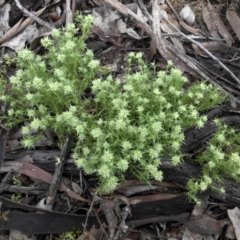 Scleranthus diander at Majura, ACT - 11 Sep 2016 10:49 AM