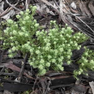 Scleranthus diander at Majura, ACT - 11 Sep 2016