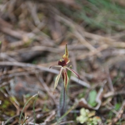 Caladenia actensis (Canberra Spider Orchid) at Hackett, ACT - 11 Sep 2016 by petersan