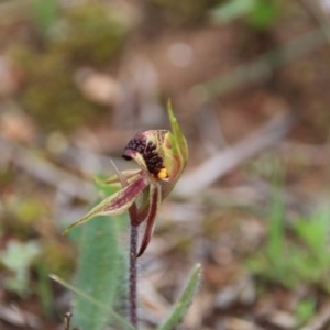 Caladenia actensis at Hackett, ACT - 11 Sep 2016