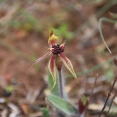 Caladenia actensis at suppressed - suppressed