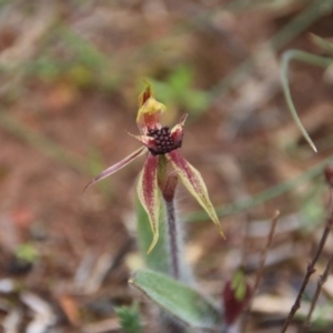 Caladenia actensis at Hackett, ACT - 11 Sep 2016