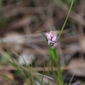 Wurmbea dioica subsp. dioica at Canberra Central, ACT - 11 Sep 2016