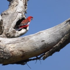 Platycercus elegans (Crimson Rosella) at Isaacs, ACT - 11 Sep 2016 by Mike