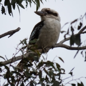 Dacelo novaeguineae at Gungahlin, ACT - 11 Sep 2016