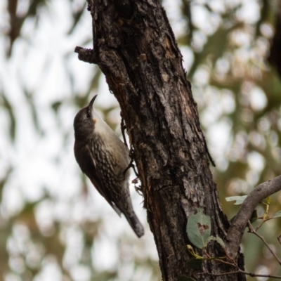 Cormobates leucophaea (White-throated Treecreeper) at Gungahlin, ACT - 11 Sep 2016 by CedricBear