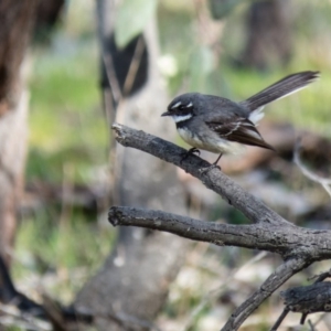 Rhipidura albiscapa at Gungahlin, ACT - 11 Sep 2016