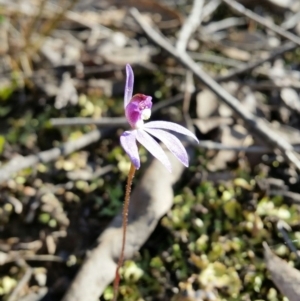 Cyanicula caerulea at Jerrabomberra, NSW - suppressed