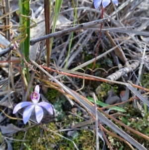 Cyanicula caerulea at Jerrabomberra, NSW - suppressed