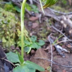 Pterostylis nutans (Nodding Greenhood) at Mount Jerrabomberra QP - 11 Sep 2016 by roachie