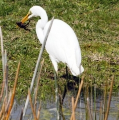 Ardea alba (Great Egret) at Phillip, ACT - 8 Sep 2016 by Alison Milton