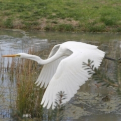 Ardea alba at Phillip, ACT - 8 Sep 2016