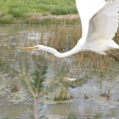 Ardea alba at Phillip, ACT - 8 Sep 2016