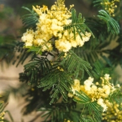 Acacia mearnsii (Black Wattle) at Tuggeranong Hill - 8 Nov 1999 by michaelb