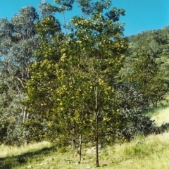 Acacia mearnsii at Conder, ACT - 9 Nov 1999 12:00 AM