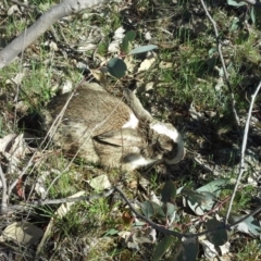 Oryctolagus cuniculus (European Rabbit) at Symonston, ACT - 11 Oct 2014 by Mike