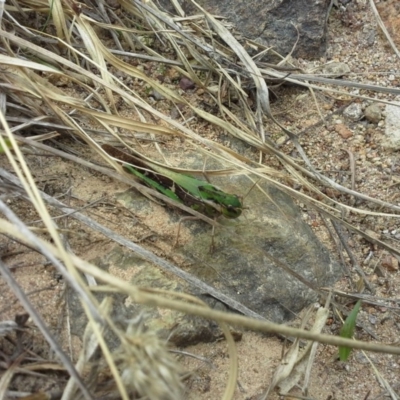 Gastrimargus musicus (Yellow-winged Locust or Grasshopper) at Wanniassa Hill - 28 Feb 2014 by Mike