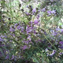 Glycine clandestina (Twining Glycine) at Isaacs, ACT - 7 Oct 2014 by Mike