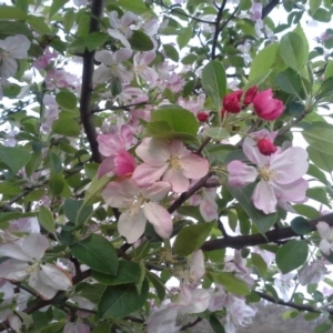 Malus pumila at Isaacs Ridge - 6 Oct 2014