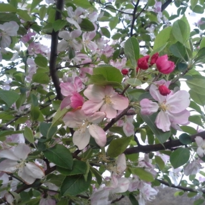 Malus pumila (Apple) at Isaacs Ridge - 6 Oct 2014 by Mike