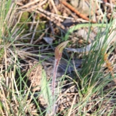 Caladenia actensis (Canberra Spider Orchid) at Canberra Central, ACT - 11 Sep 2016 by petersan