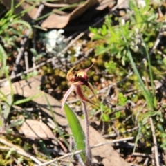 Caladenia actensis (Canberra Spider Orchid) at Canberra Central, ACT - 11 Sep 2016 by petersan