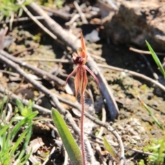 Caladenia actensis at suppressed - 12 Sep 2016