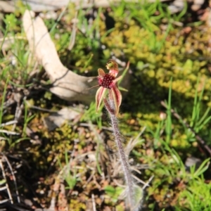 Caladenia actensis at suppressed - 12 Sep 2016