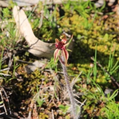 Caladenia actensis (Canberra Spider Orchid) at Canberra Central, ACT - 11 Sep 2016 by petersan