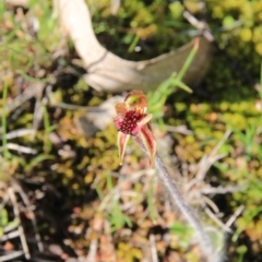 Caladenia actensis at suppressed - 12 Sep 2016