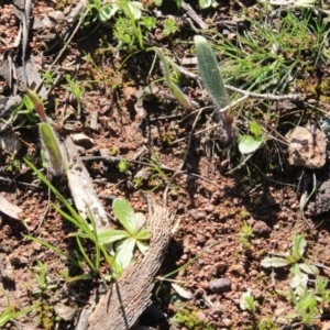 Caladenia actensis at suppressed - 12 Sep 2016