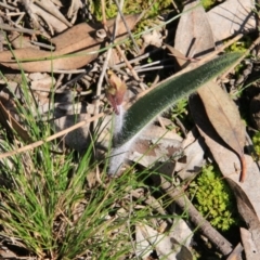Caladenia actensis (Canberra Spider Orchid) by petersan