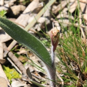 Caladenia actensis at suppressed - 12 Sep 2016