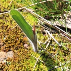 Caladenia actensis at suppressed - 12 Sep 2016