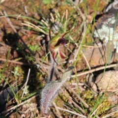 Caladenia actensis (Canberra Spider Orchid) at Canberra Central, ACT - 12 Sep 2016 by petersan