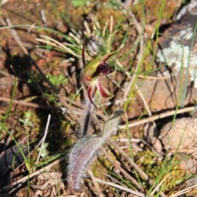Caladenia actensis (Canberra Spider Orchid) by petersan