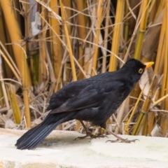 Turdus merula (Eurasian Blackbird) at Queanbeyan West, NSW - 10 Sep 2016 by Speedsta